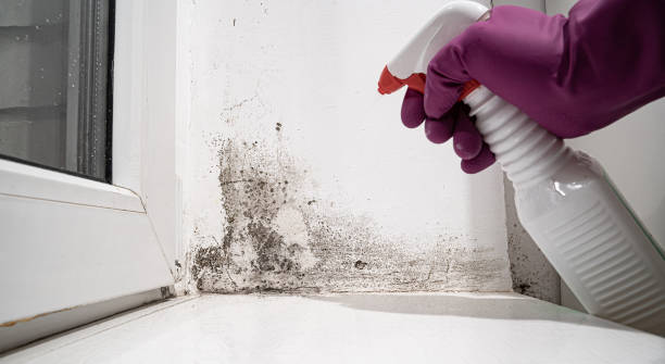 Best 24/7 water damage repair  in USA